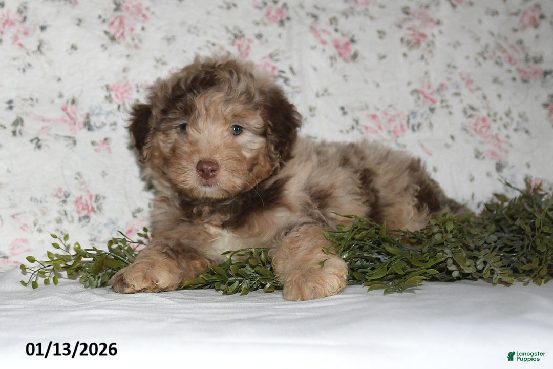 Mini Aussiedoodle dogs for sale: Arno - Ad 4
