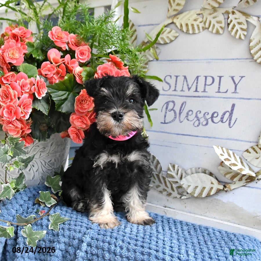 Miniature Schnauzer dogs Magenta - Ad 1