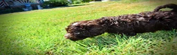 Havapoo dogs for sale: Jasper-LABOR DAY SALE-TAKE $100 OFF!!! - Ad 15