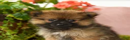 Pomeranian dogs for sale: Mandi - Ad 3