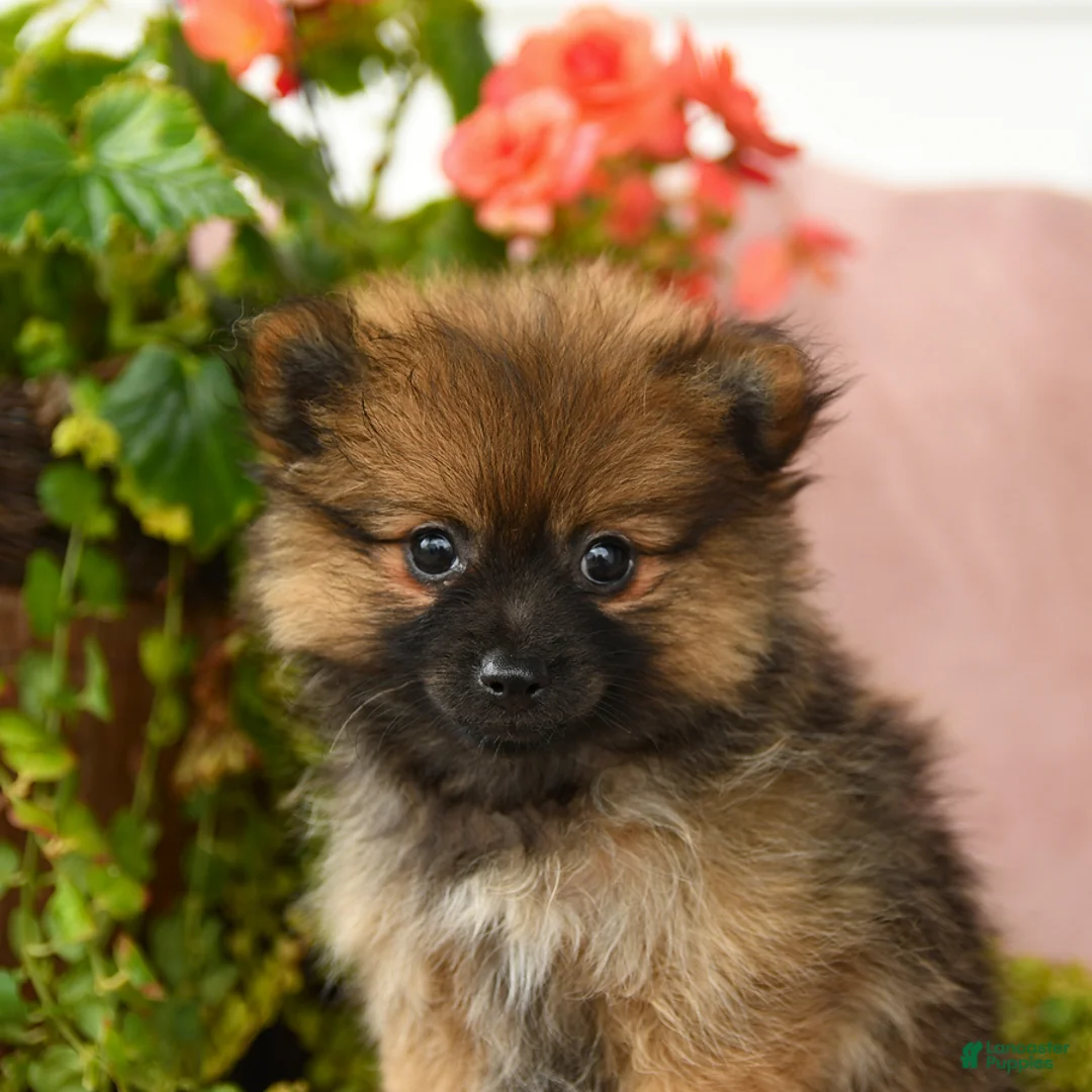Pomeranian dogs for sale: Mandi - Ad 3