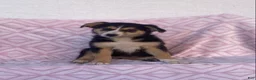 Australian Shepherd dogs for sale: Australian Shepherd 4 - Ad 1