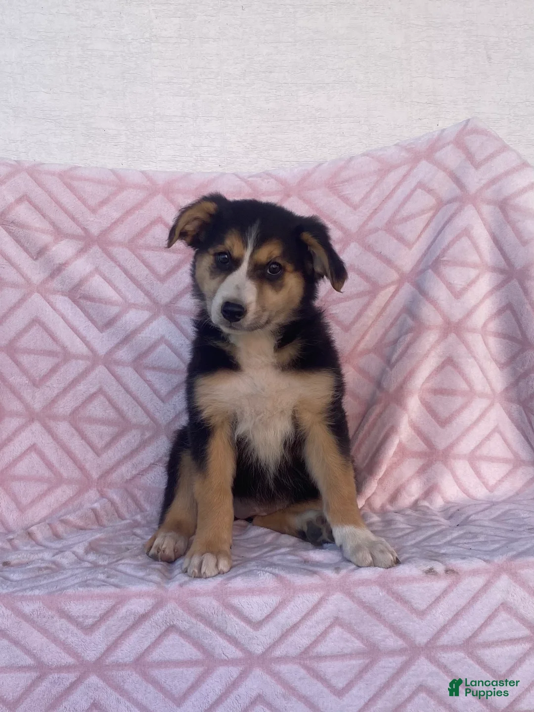 Australian Shepherd dogs for sale: Australian Shepherd 4 - Ad 1