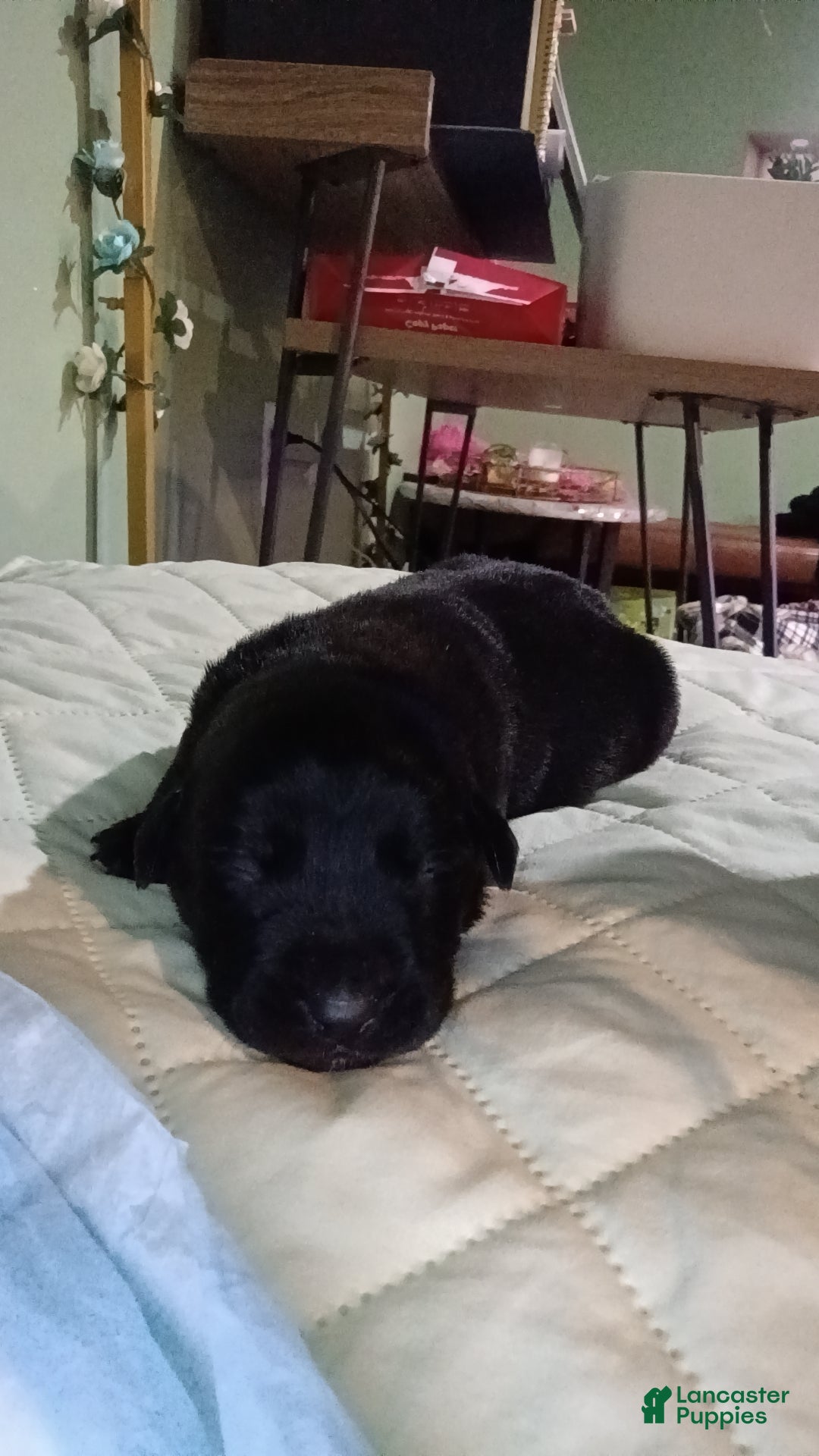 Mixed Breed dogs Mixed Breed Puppy 2 - Ad 22