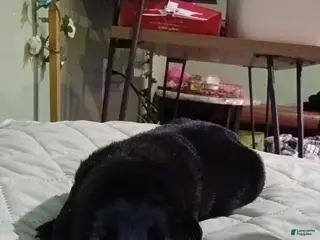 Mixed Breed dogs Mixed Breed Puppy 2 - Ad 31