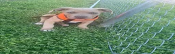 American Bully dogs for sale: American Bully Puppy 1 - Ad 2