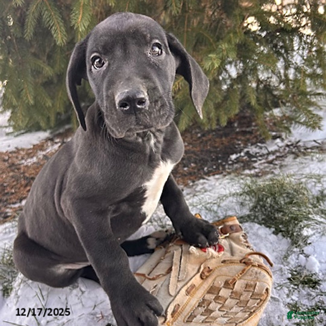 Great Dane dogs for sale: Shelby - Ad 1