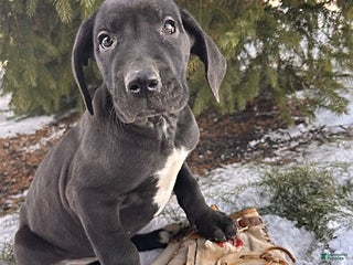 Great Dane dogs Shelby - Ad 9