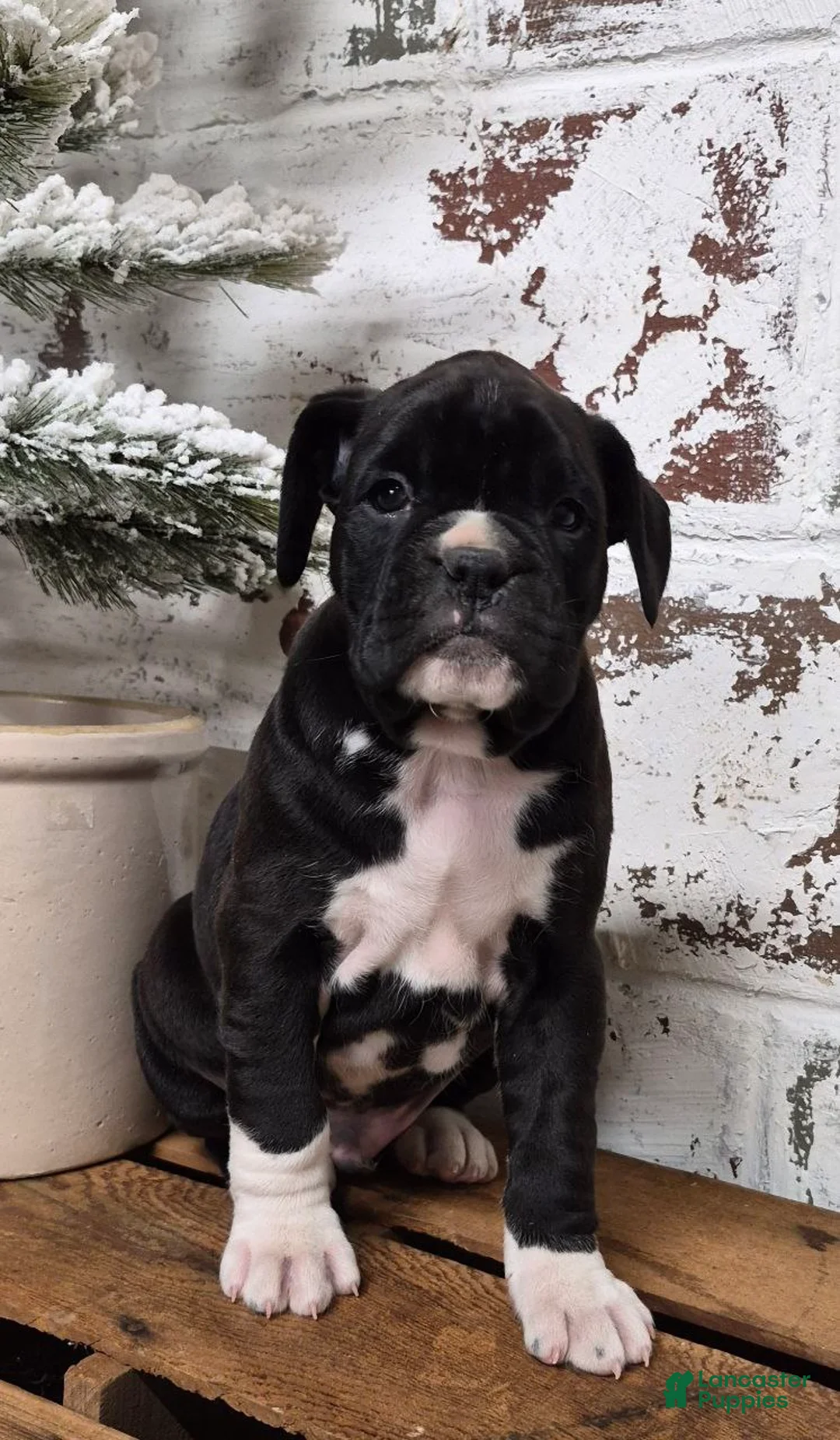Boxer dogs for sale: JACKSON - Ad 5