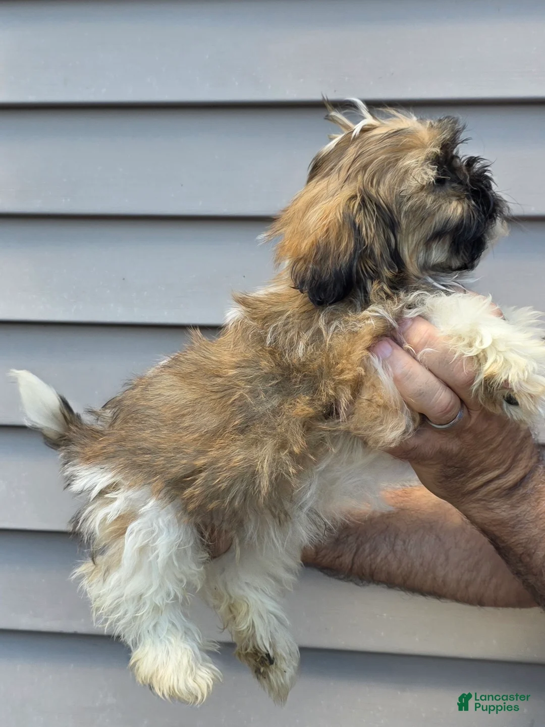Shih Tzu dogs for sale: Jack  - Ad 4