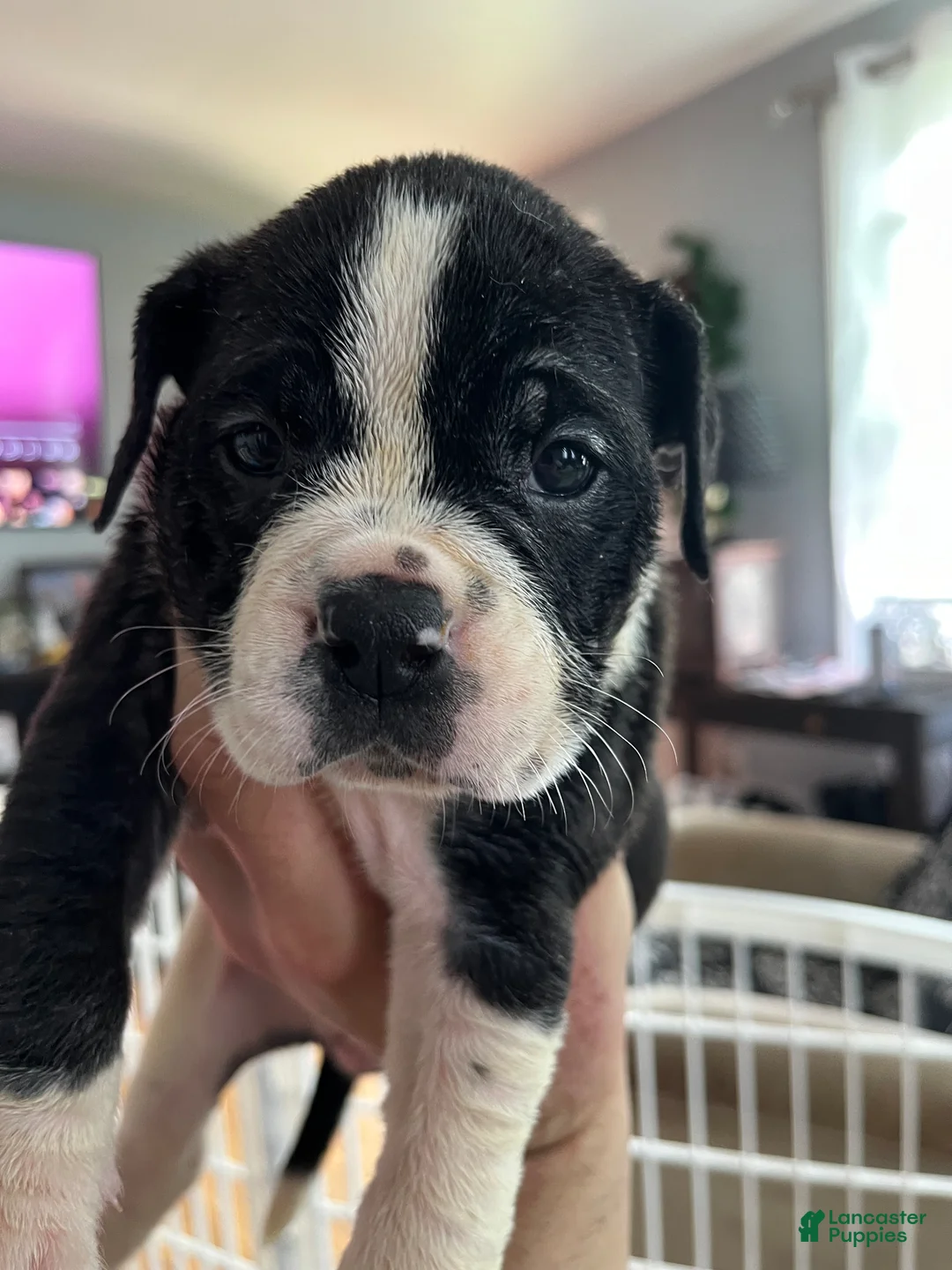 Mixed Breed dogs for sale: Runty - Ad 8