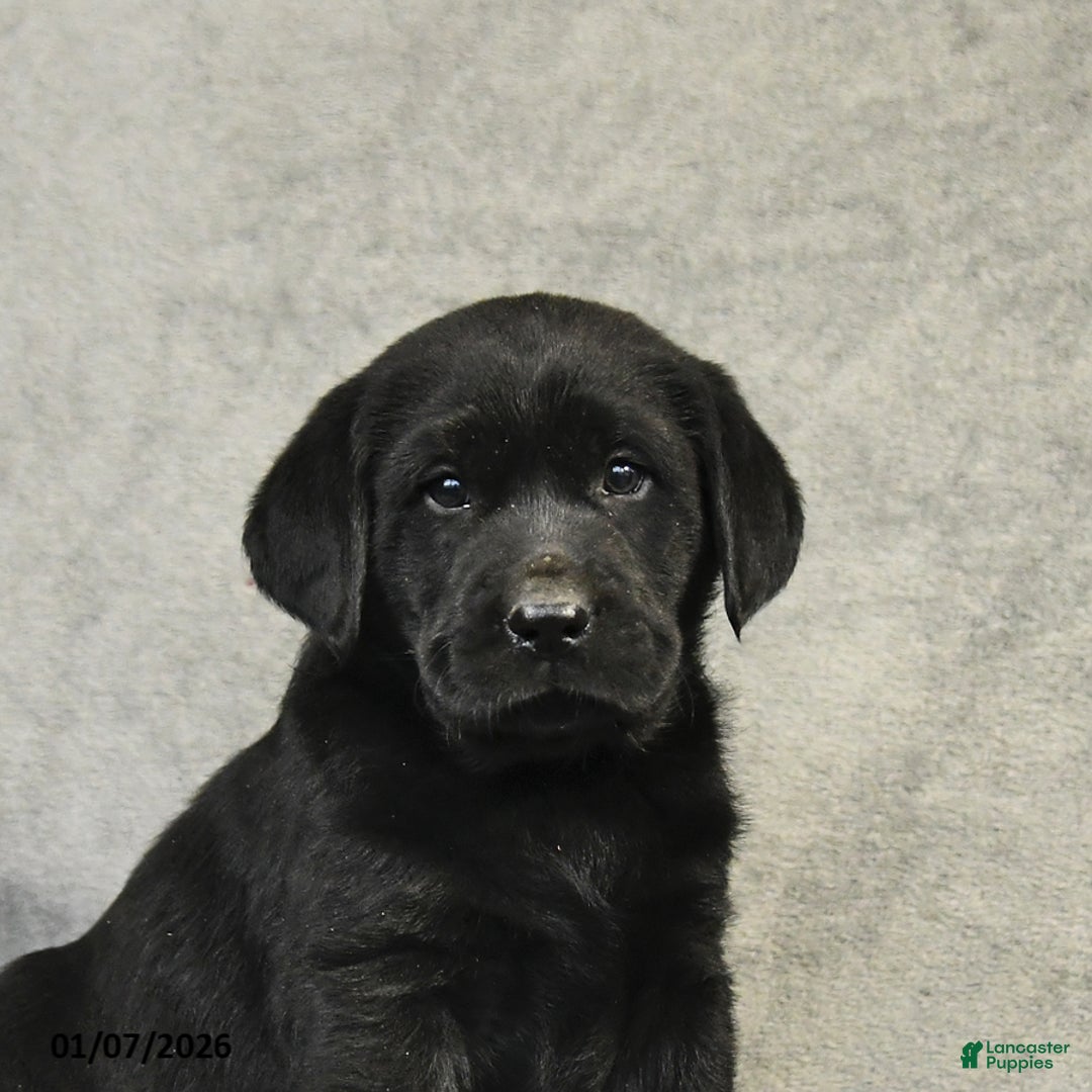 Labrador Retriever dogs for sale: Benny - Ad 4