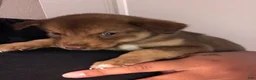 Mixed Breed dogs for sale: Sushi - Ad 2