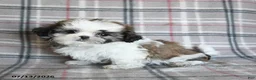 Shih Tzu dogs for sale: Cream - Ad 3