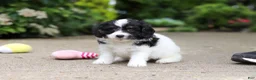 Cavapoo dogs for sale: Hunter - Ad 4