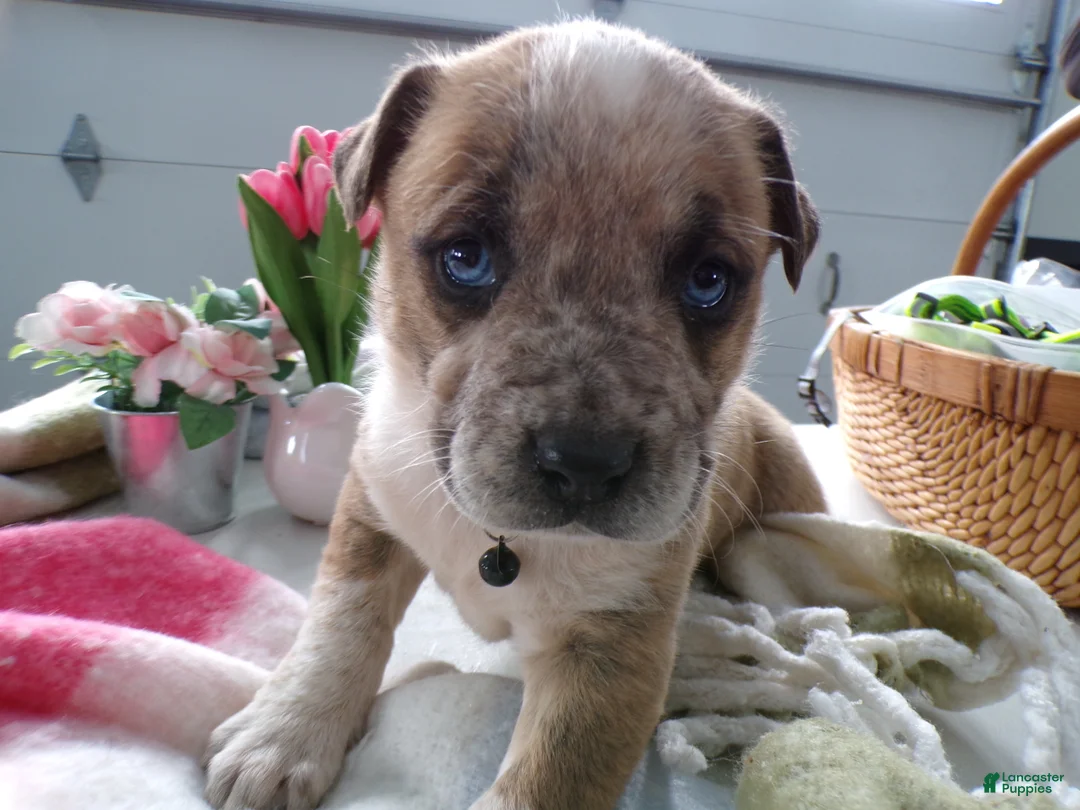 Boxer dogs for sale: Boxer Puppy 3 Baxter - Ad 3