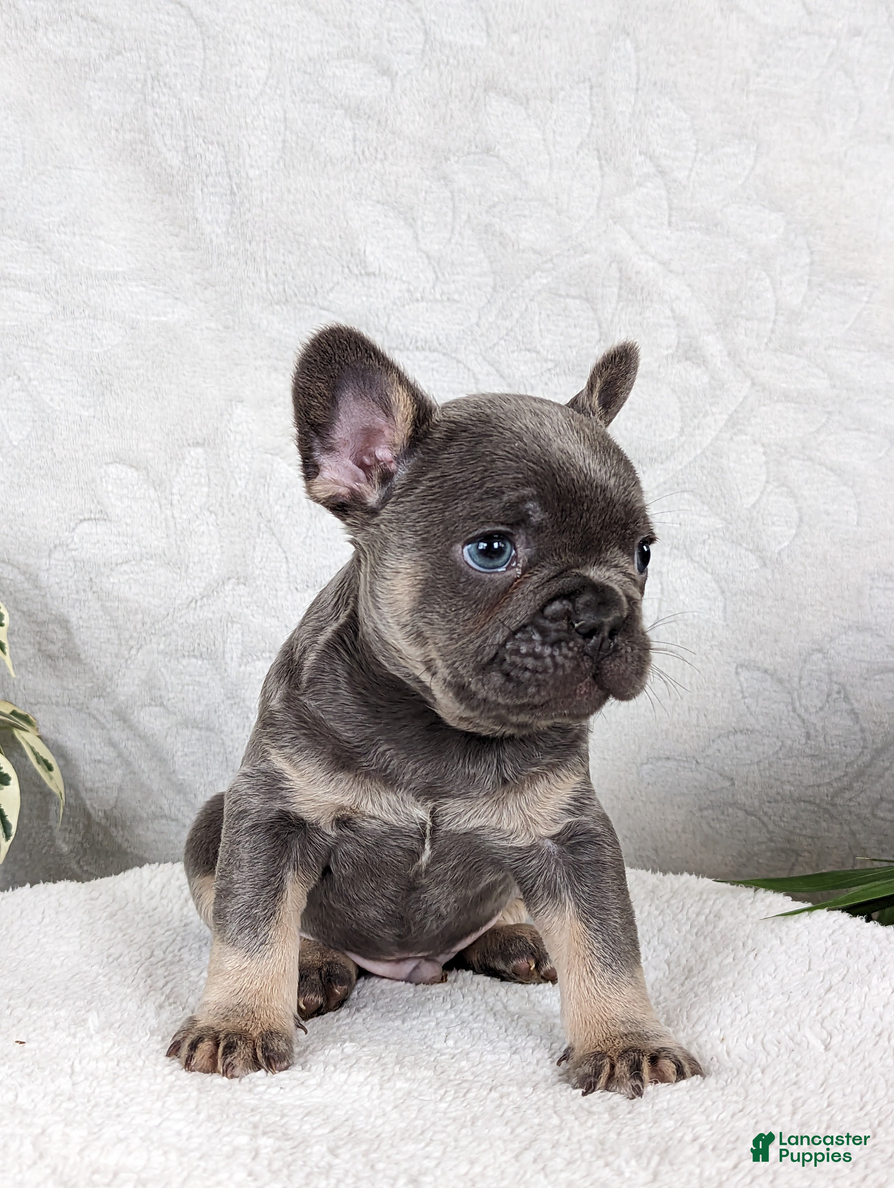 French Bulldog dogs Smokey - Ad 31