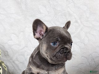 French Bulldog dogs for sale: Smokey - Ad 1