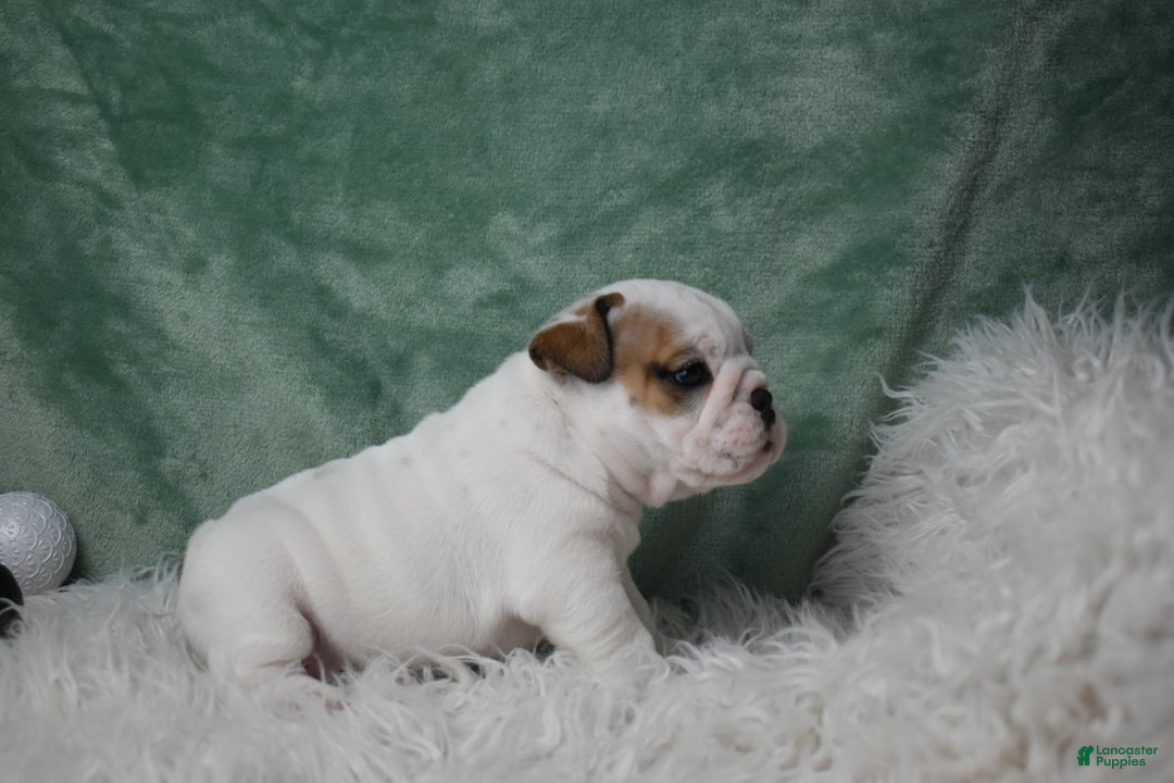 English Bulldog dogs for sale: Olaf - Ad 3