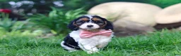 Cavapoo dogs for sale: Missy - Ad 1