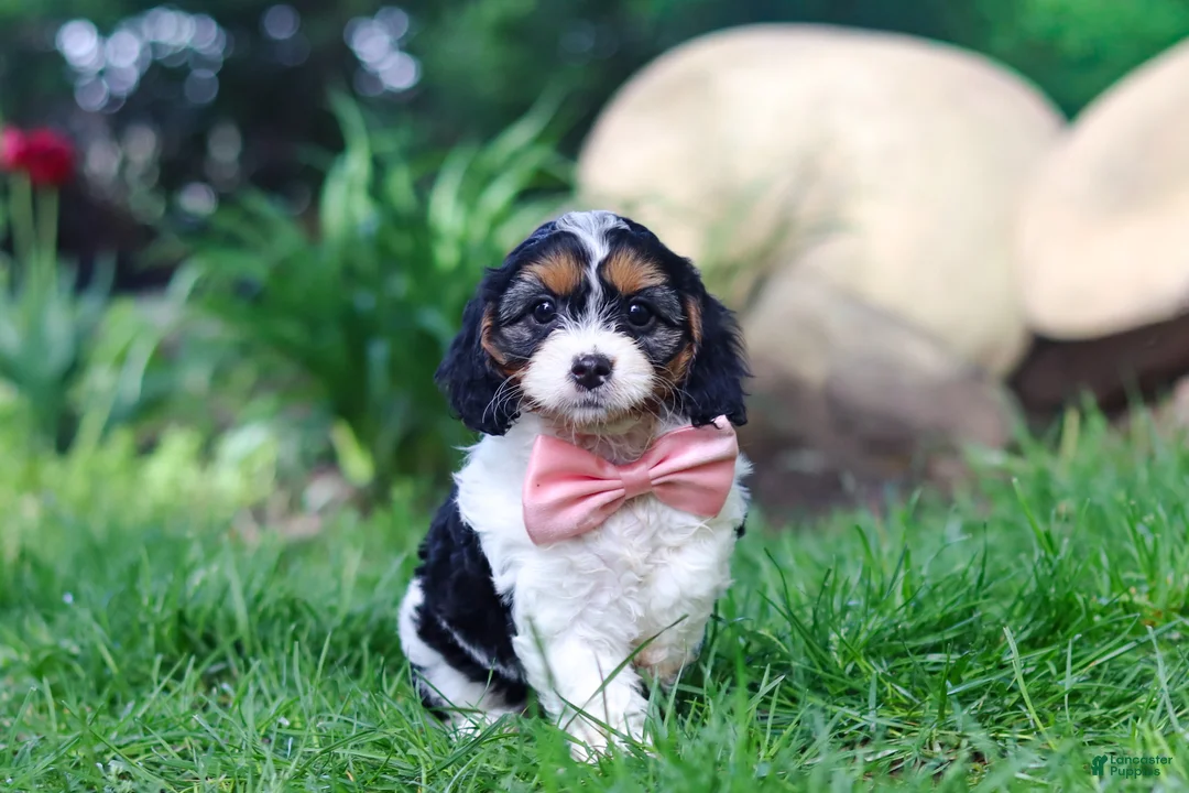 Cavapoo dogs for sale: Missy - Ad 1