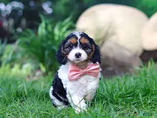 Cavapoo dogs for sale: Missy - Ad 1