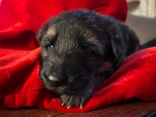 German Shepherd dogs Raven - Ad 29