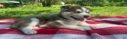 Siberian Husky dogs for sale: Moose 🫎  - Ad 3