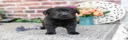 Labrador Retriever dogs for sale: Estelle - Ad 5
