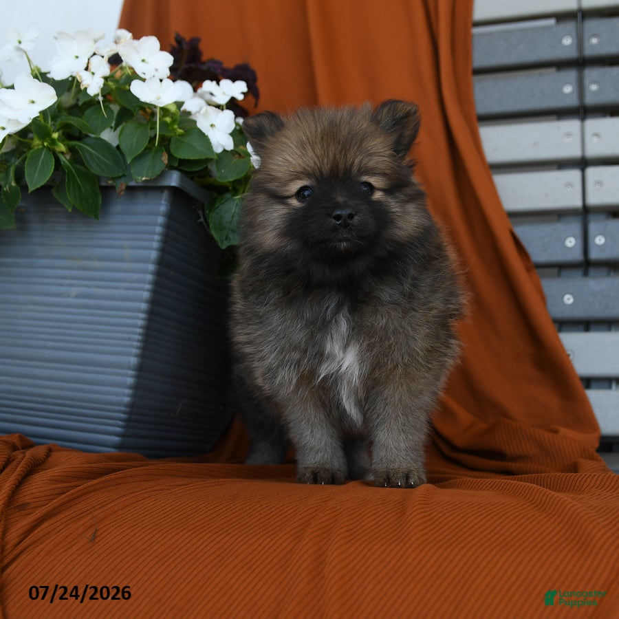 Pomeranian dogs Snickers - Ad 2