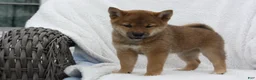 Shiba Inu dogs for sale: Kya  - Ad 7