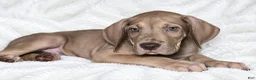 Great Dane dogs for sale: Takara  - Ad 3