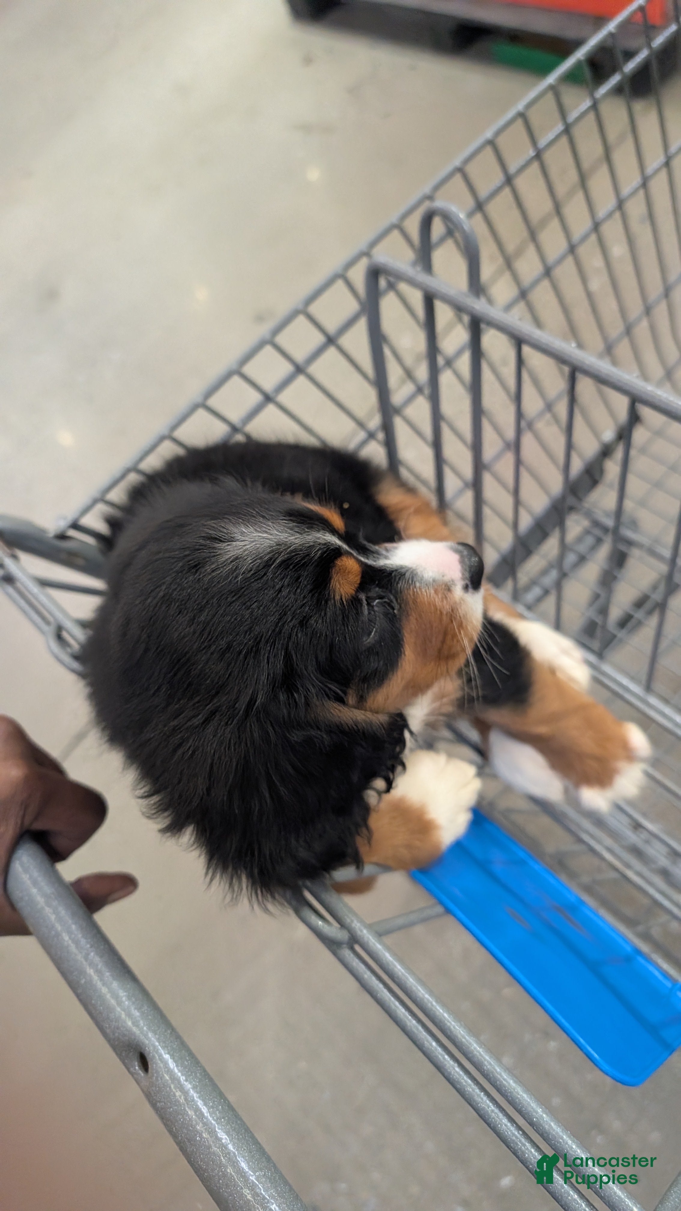 Mixed Breed dogs Mixed Breed 1 - Ad 3