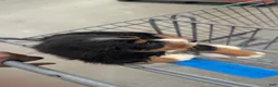 Mixed Breed dogs for sale: Mixed Breed 1 - Ad 1