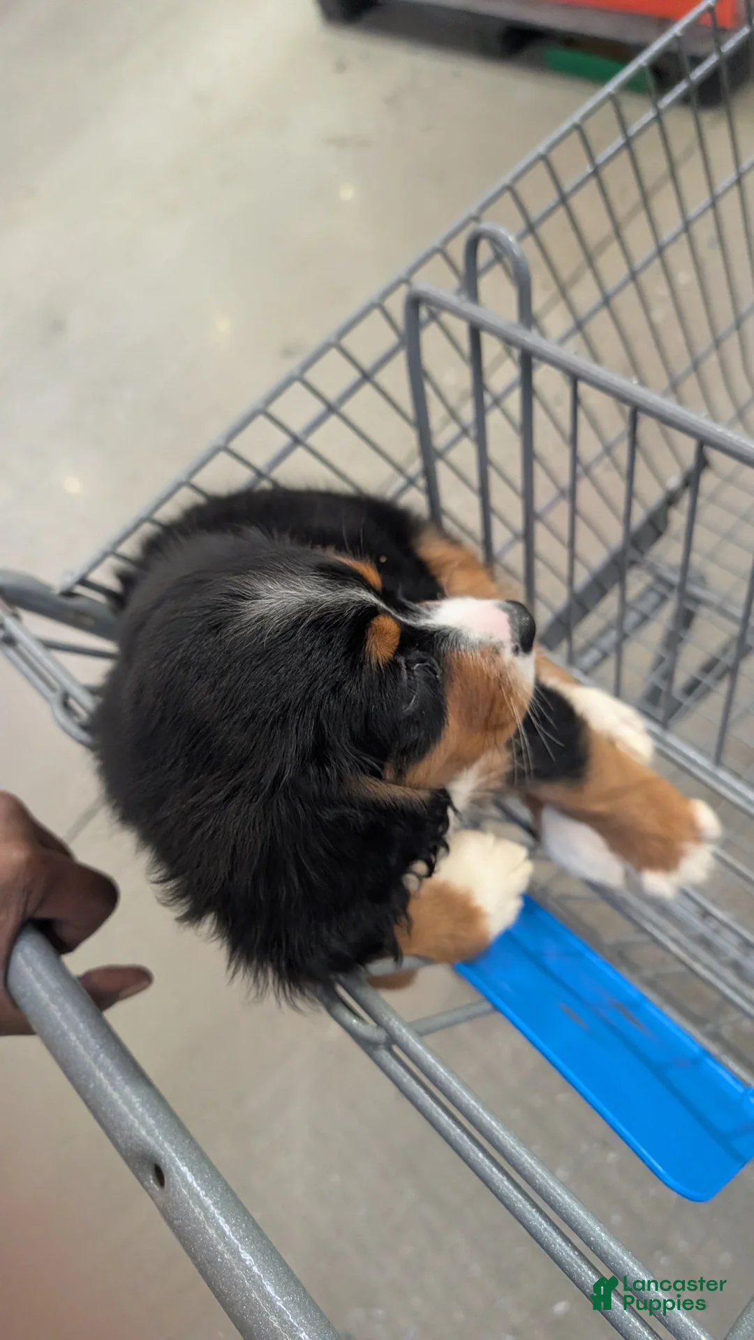 Mixed Breed dogs for sale: Mixed Breed 1 - Ad 1