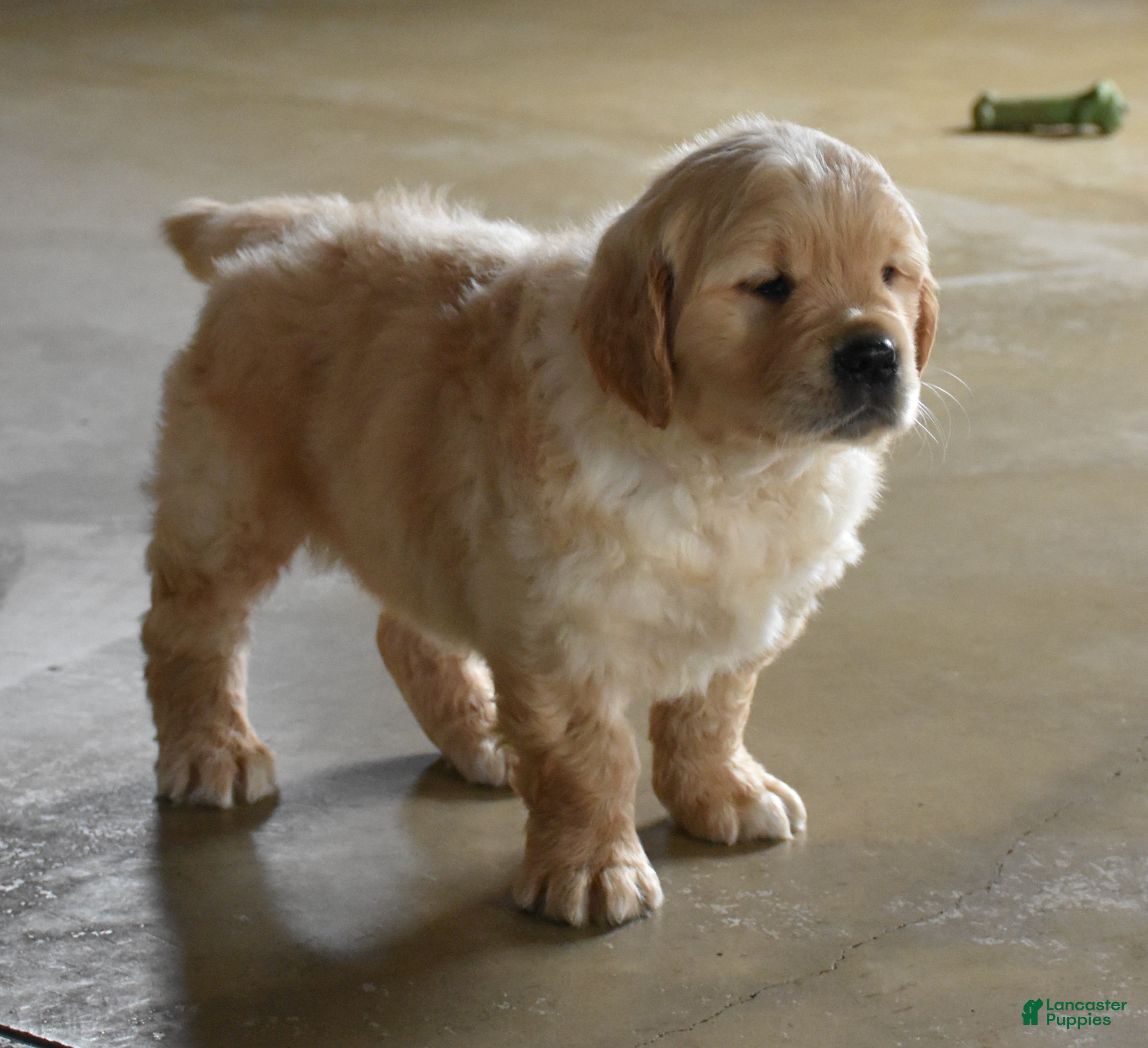 Golden Retriever dogs Buster  Genteic/OFA - Ad 2