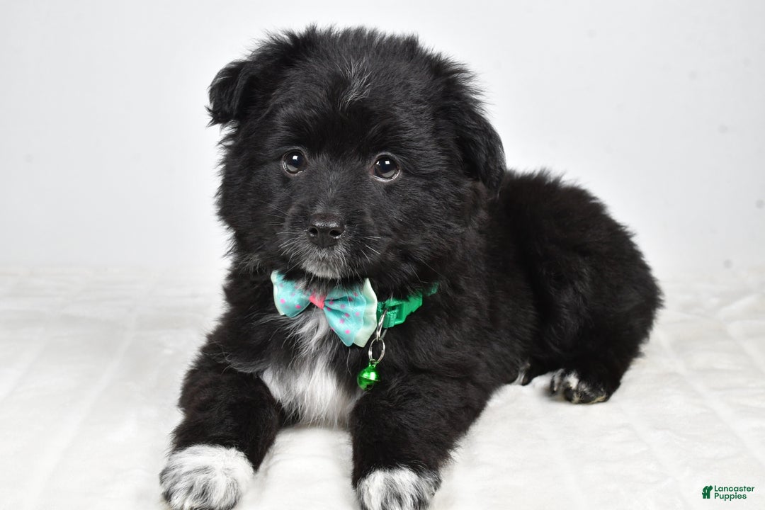 Mini Aussiedoodle dogs for sale: Wyatt  - Ad 3