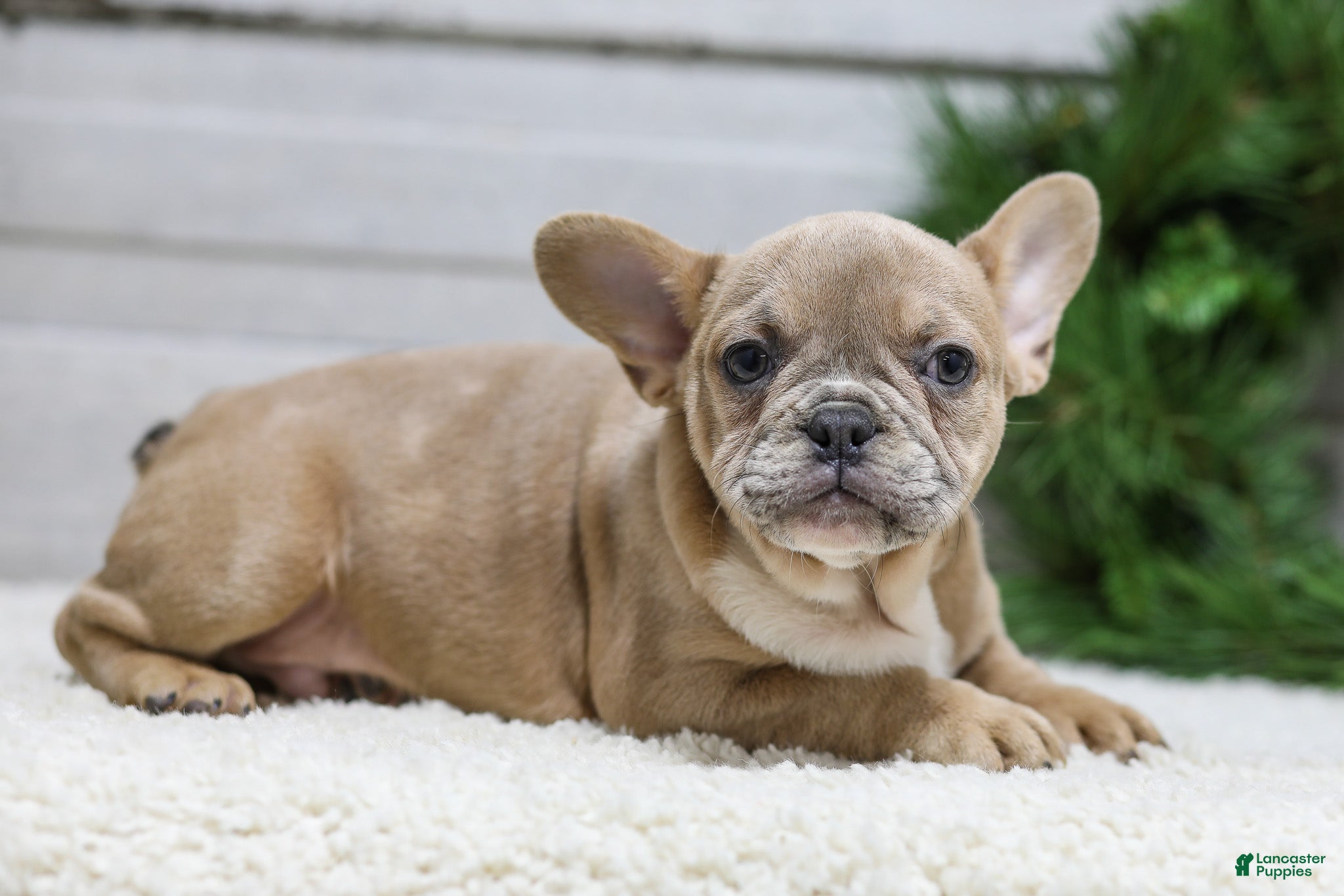 French Bulldog dogs Carter - Ad 5