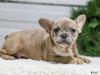 French Bulldog dogs Carter - Ad 4