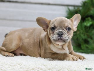 French Bulldog dogs Carter - Ad 11