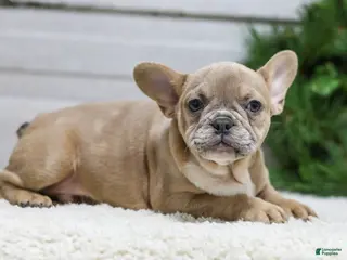 French Bulldog dogs Carter - Ad 11