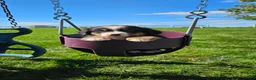 Bernese Mountain Dog dogs for sale: Patrick  - Ad 2