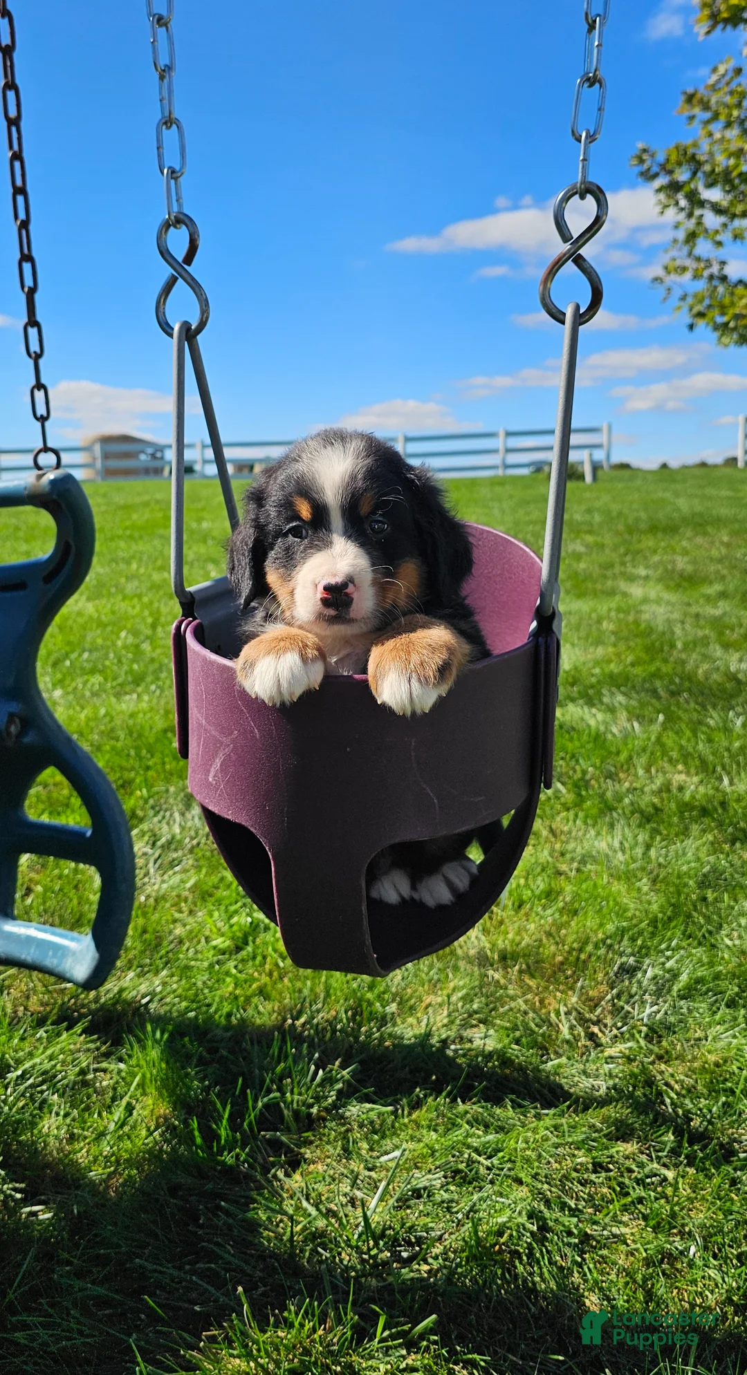 Bernese Mountain Dog dogs for sale: Patrick  - Ad 2