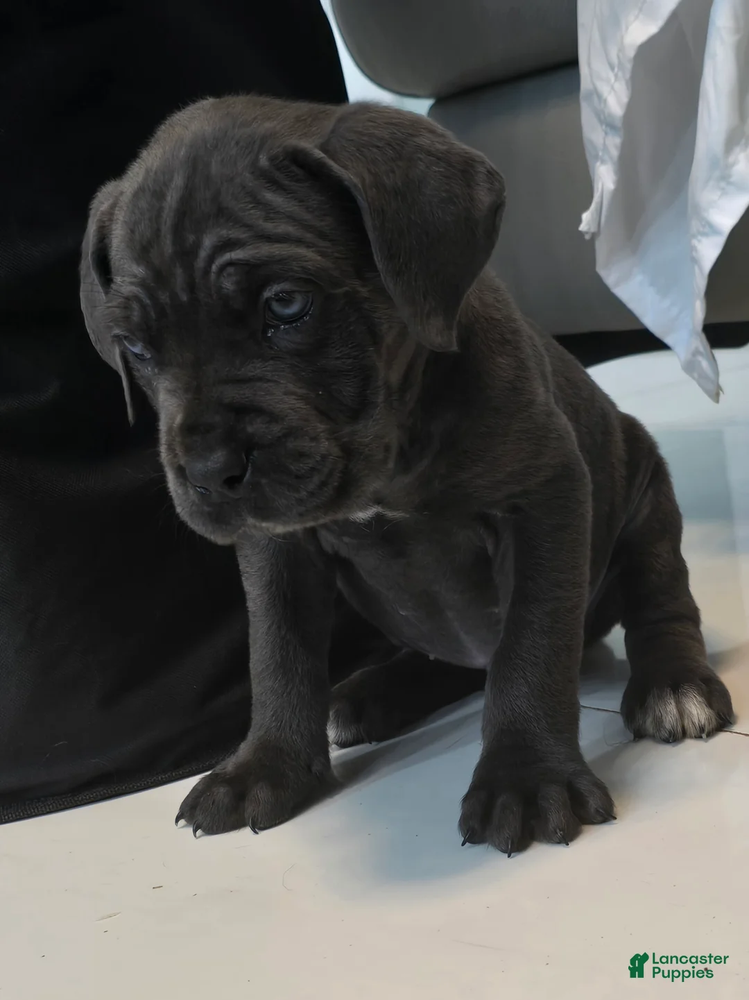 Cane Corso dogs for sale: Cane Corso 2 - Ad 2