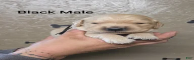 Meatball 
