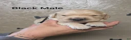 Golden Retriever dogs for sale: Meatball  - Ad 1