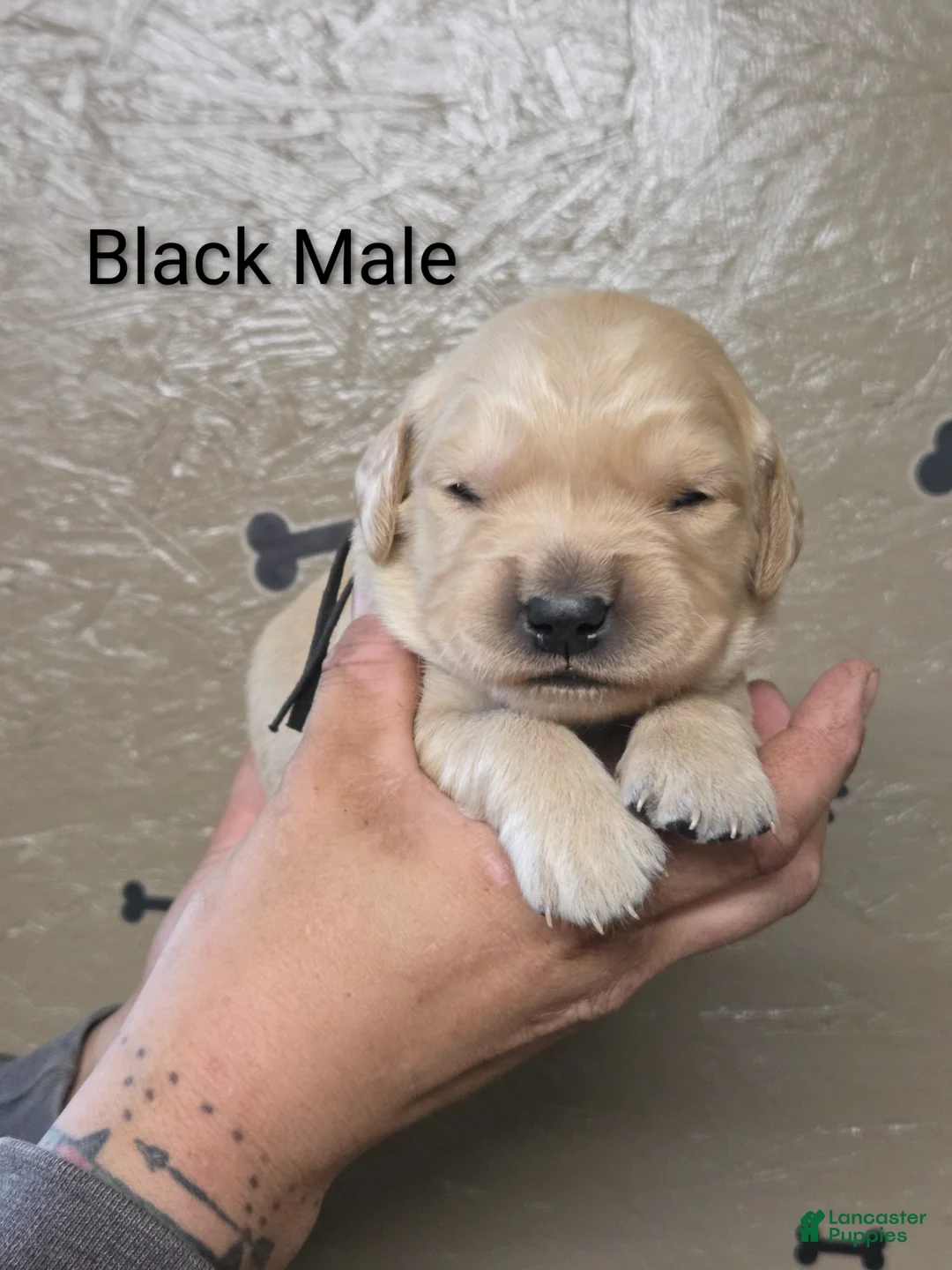 Golden Retriever dogs for sale: Meatball  - Ad 1