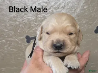 Golden Retriever dogs for sale: Meatball - Ad 1