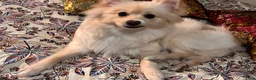 Pomeranian dogs for sale: Pomeranian 1 - Ad 4