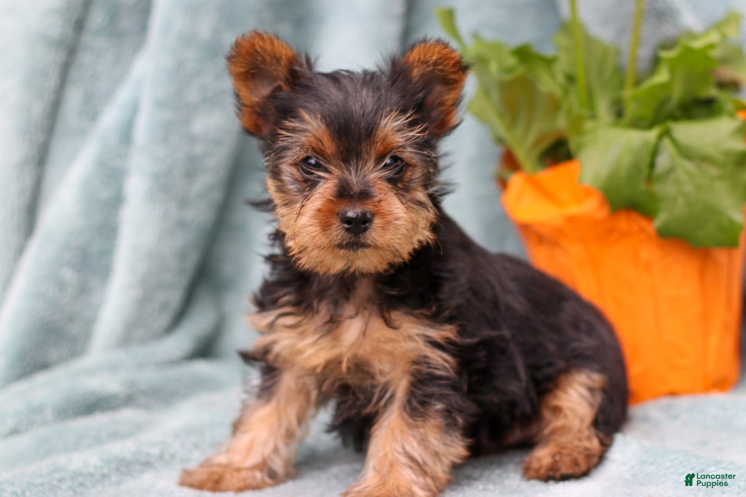 Yorkshire Terrier dogs for sale: Brady - Ad 2
